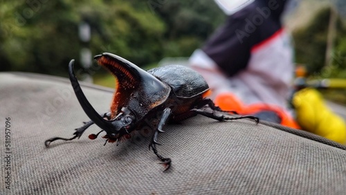 escarabajo 