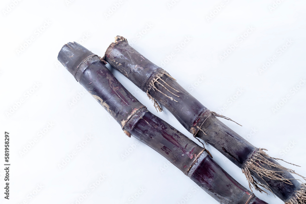 Two pieces of sugar cane isolated on white background. Close up of sugarcane. Two pieces of sugar cane isolated on white background. Close up of sugarcane.