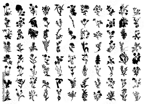 wildflower silhouettes