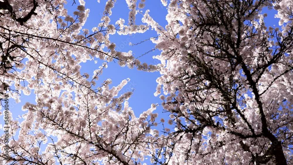 sakura blossom in spring nature on blue sky, slow motion, bloom sakura blossom in spring nature on blue sky, slow motion, bloom