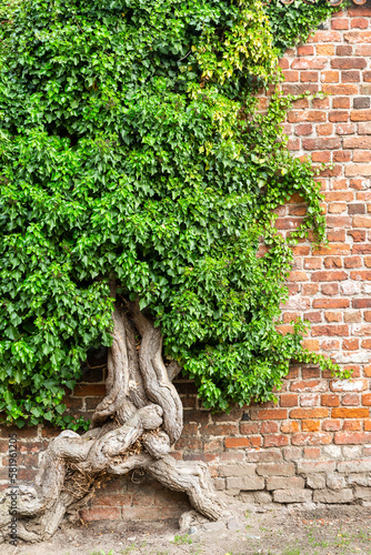 Ivy with a huge old root grows on a brick wall