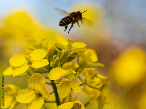黄色い菜の花とミツバチ