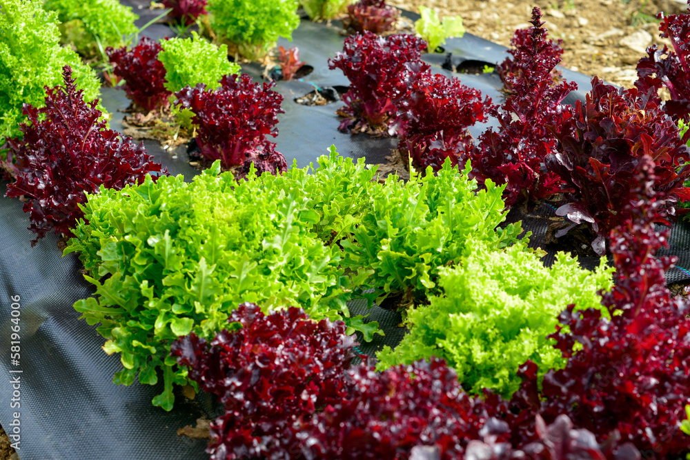 Multiple rows of leafy green and red lettuce. The vegetable is growing