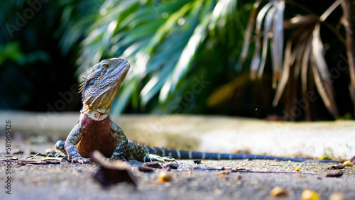 Beautiful unique common Australian water dragon (Intellagama lesueurii) resting on the sun spotted in Brisbane Botanic Gardens Mt Coot-tha, Queensland, Australia photo