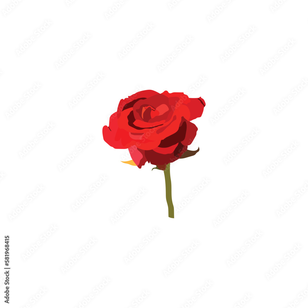a beautiful red colored rose signs of love and romance. a beautiful red colored rose signs of love and romance.