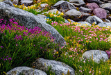Extreme Close Up Boulder and Rocks on a Grassy Hill Side with Yellow and Purple Flowers Generative AI illustration