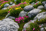 Extreme Close Up Rocks on a Grassy Hill Side with Yellow and Purple Flowers Generative AI illustration