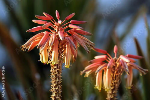 Blooming Aloe Maculata photo