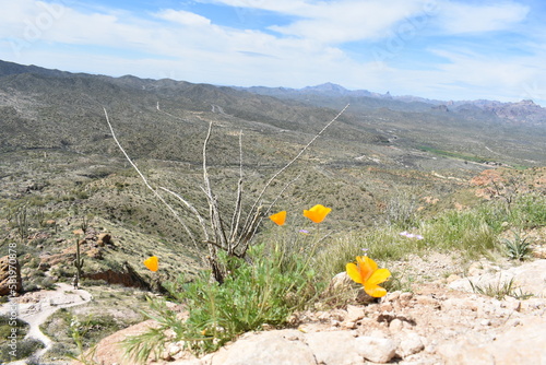 Spring in the Superstition Mountains, Wildflowers on Picketpost Trail photo
