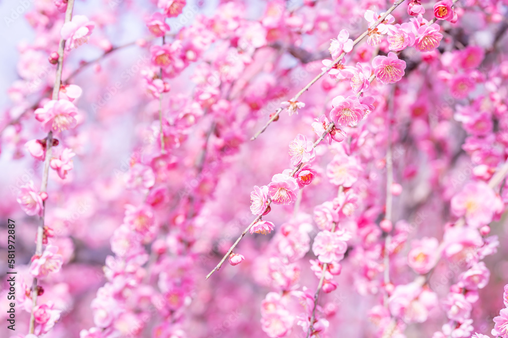 早春に咲くピンクの梅の花 早春に咲くピンクの梅の花