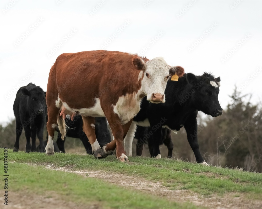 Hereford Cow Walking with a Mixed Angus Herd