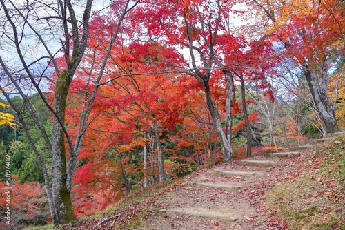 ちょうど見頃のカラフルなモミジの紅葉と散った落ち葉のコラボ情景＠兵庫