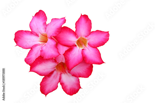 Close-up of Tropical flower pink adenium. Desert rose on isolated on transparent background png file.