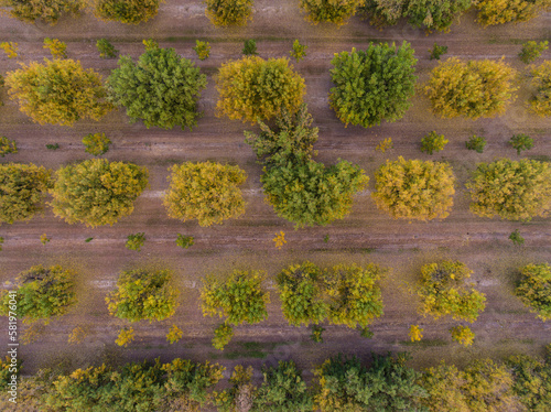Straight down aerial view of pecan trees with fall colors