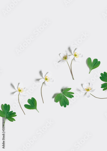 Creative flat lay from small spring Anemone Nemorosa flowers and green leaves on white background, copyspace. Floral pattern, springtime card. Field flower, white wildflower, graphic florals