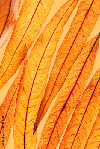Long thin yellow orange autumn willow leaves as natural textured background, organic design, Fall season botanical scenery, macro trend nature monochrome aesthetic, diagonal composition