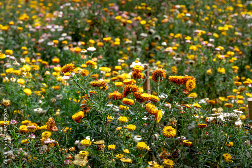 Obraz premium Xerochrysum bracteatum flower field blooms brilliantly on the hillside. The flower symbolizes eternal love