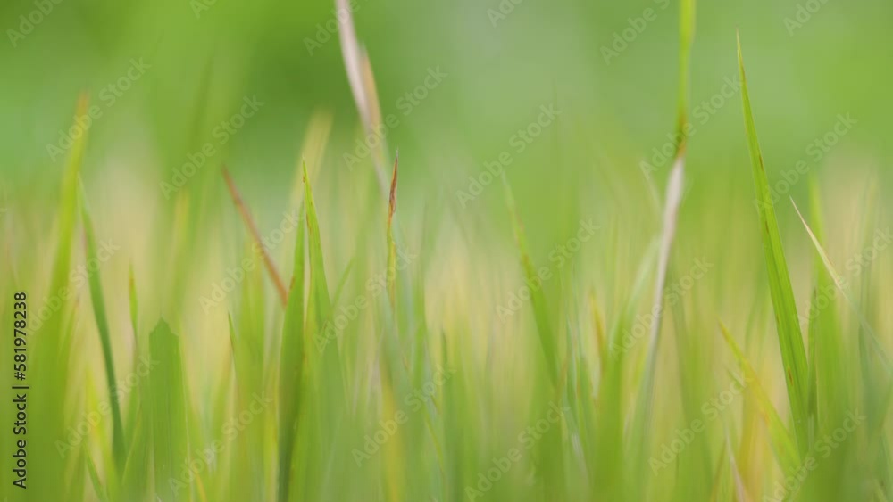 The leaves of the Rice plant (oryza sativa) that are yellowish green and sway in the wind The leaves of the Rice plant (oryza sativa) that are yellowish green and sway in the wind