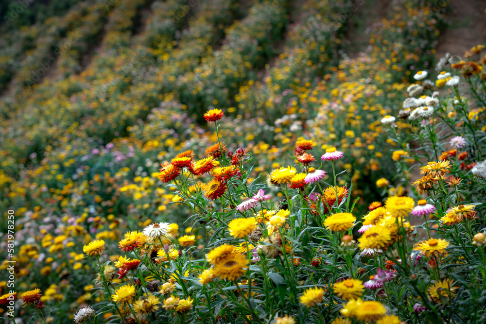 Obraz premium Xerochrysum bracteatum flower field blooms brilliantly on the hillside. The flower symbolizes eternal love