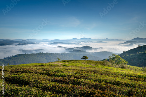 Magical view of Da Lat city, Vietnam. The pine forests are shrouded in mist in the early morning. Morning dew and clouds cover the hillsides with lush green tea farms