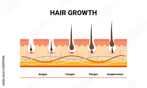 Anatomical training poster. Hair growth phase step by step. Stages of the hair growth cycle. Anagen, telogen, catagen. Skin anatomy. Cross section of the skin layers. Medical vector illustration