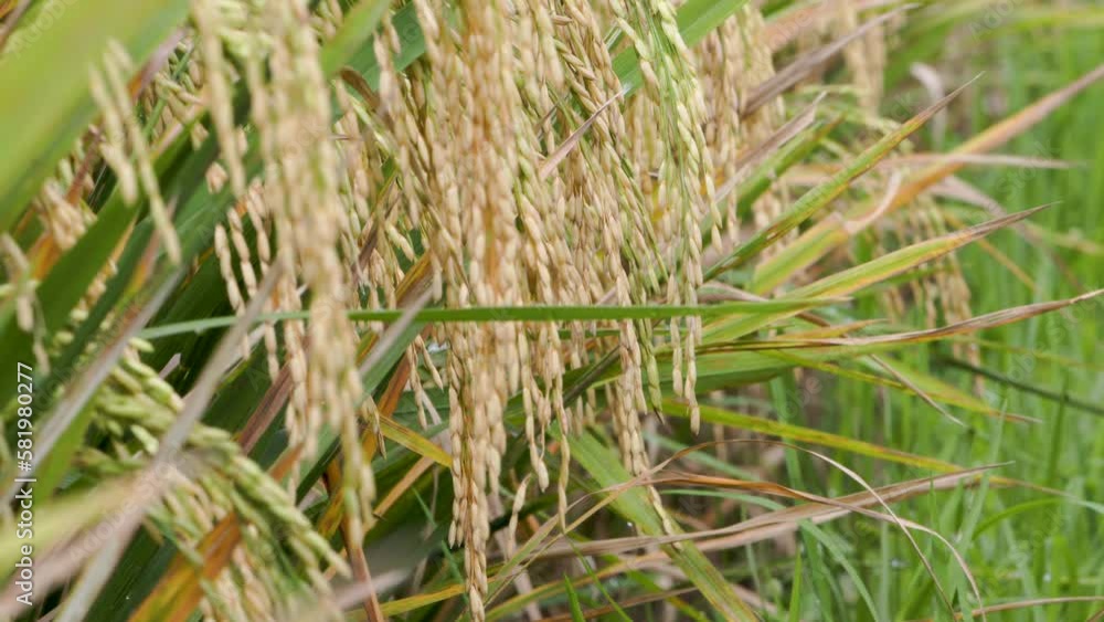 Rice grains (oryza sativa) that are ready to be harvested turn yellow and sway in the wind Rice grains (oryza sativa) that are ready to be harvested turn yellow and sway in the wind