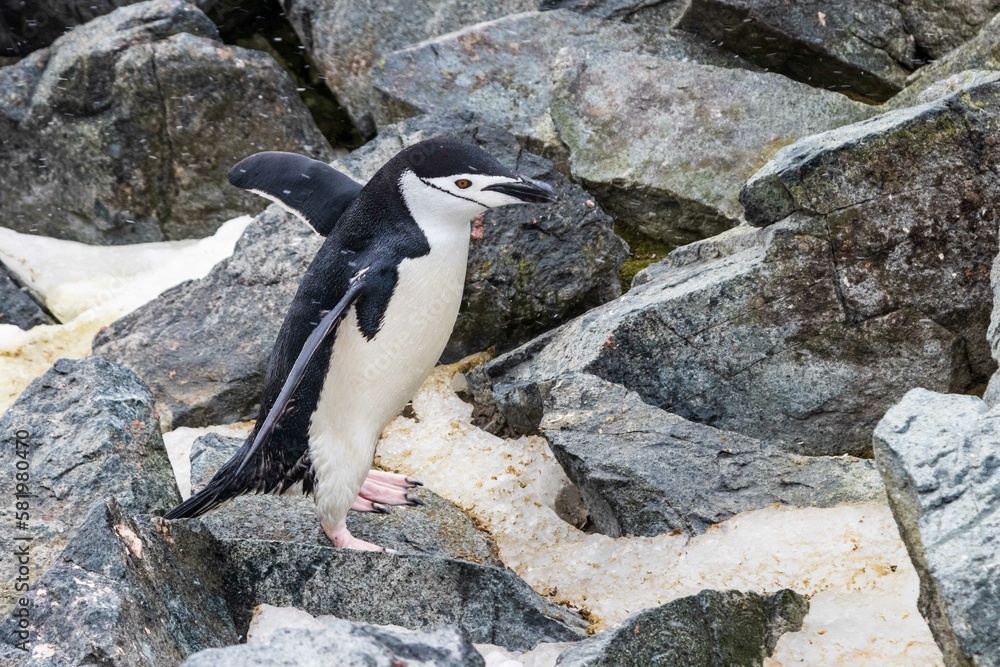 Naklejka premium Closeup of Chinstrap Penguin (Pygoscelis antarcticus) walking across rocks and snow. Flippers spread. On Antarctic Peninsula. 