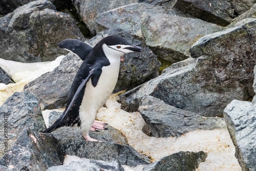 Closeup of Chinstrap Penguin  Pygoscelis antarcticus  walking across rocks and snow. Flippers spread. On Antarctic Peninsula. 