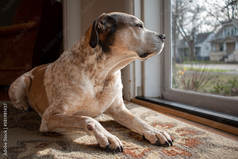 Dog looking out the front door while laying on a rug Dog looking out the front door while laying on a rug
