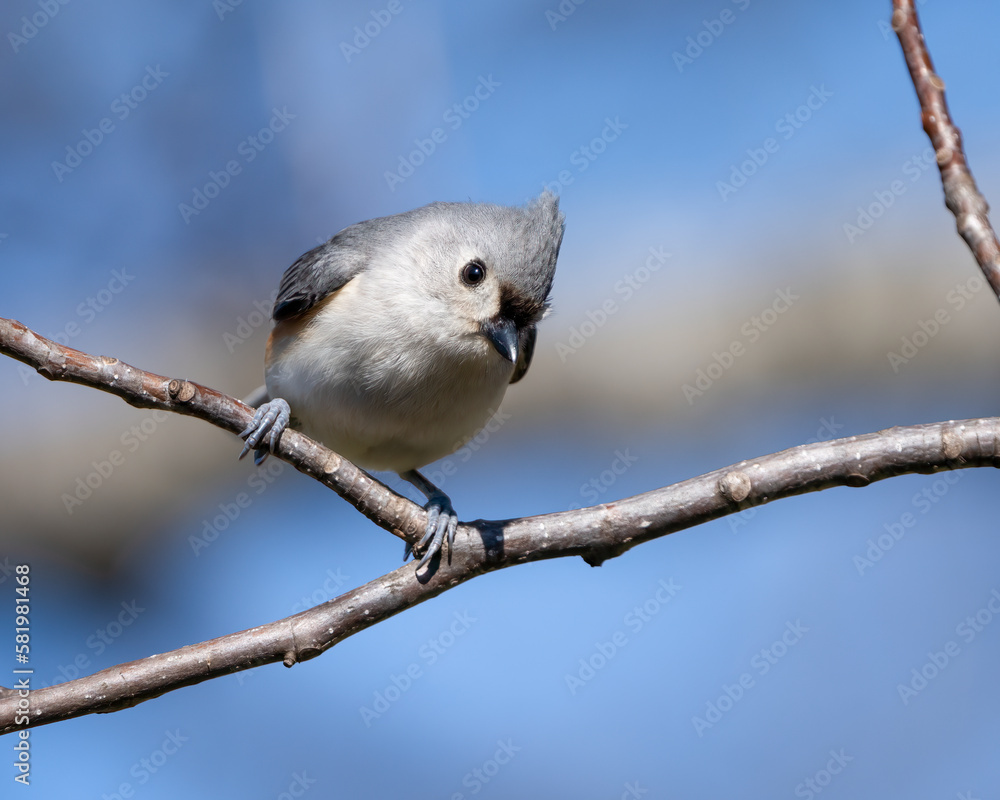 Obraz premium Tufted Titmouse on a branch