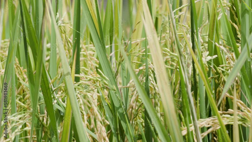 Rice grains (oryza sativa) that are ready to be harvested turn yellow and sway in the wind Rice grains (oryza sativa) that are ready to be harvested turn yellow and sway in the wind