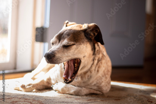 Принти на полотні Old dog yawns while sunbathing in front of an open door
