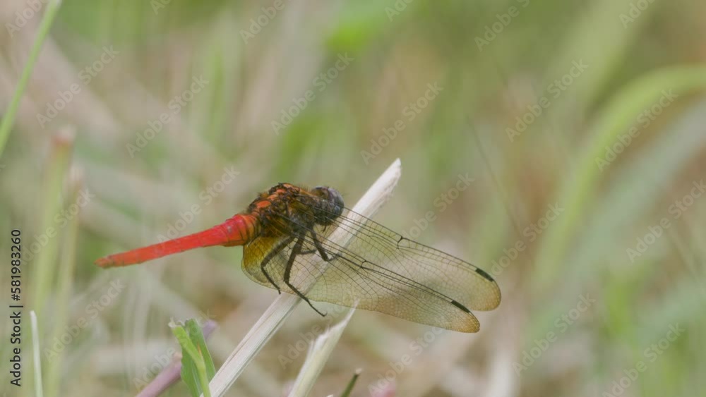 A red dragonfly or ditch jewel (brachythemis contaminata) perched on the leaves of a rice plant A red dragonfly or ditch jewel (brachythemis contaminata) perched on the leaves of a rice plant