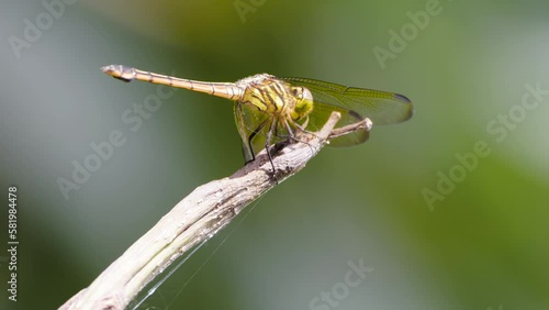 The yellow female dragonfly (diplacodes nebulosa) known as Black-tipped percher or Charcoal-winged percher perches on twigs photo