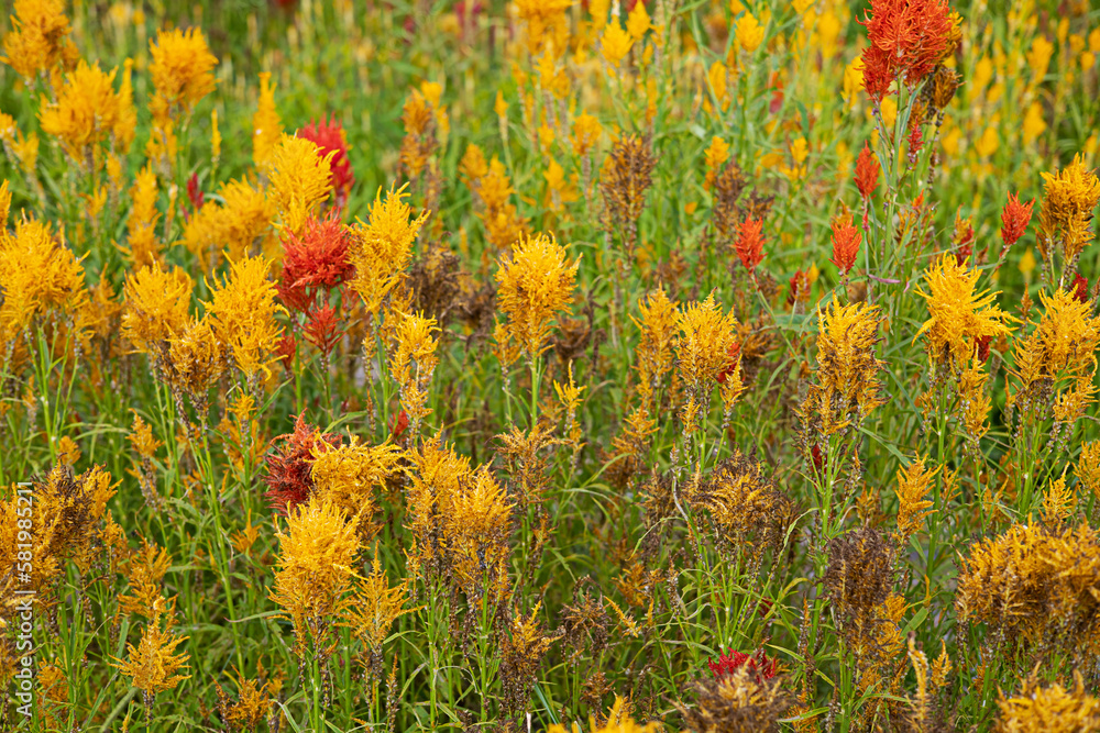 The brightly colored yellow, red and green flowers are perfect for a background. The brightly colored yellow, red and green flowers are perfect for a background.