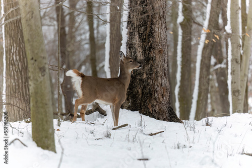 Wallpaper Mural The white-tailed deer (Odocoileus virginianus), also known as the whitetail or Virginia deer in snowy forest Torontodigital.ca