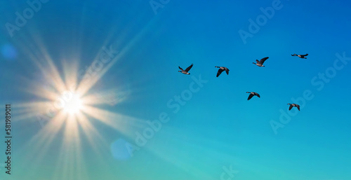 Migrating birds fly in a V formation autumn concept