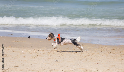 A small white and black dog in a jump for the ball. Active dogs. Playful dogs. Leisure on the beach