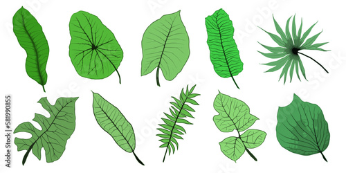 Set of vector tropical leaves, vector illustration © Valerii