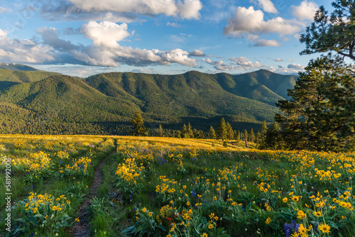 Meadow of yellow flowers in the mountains