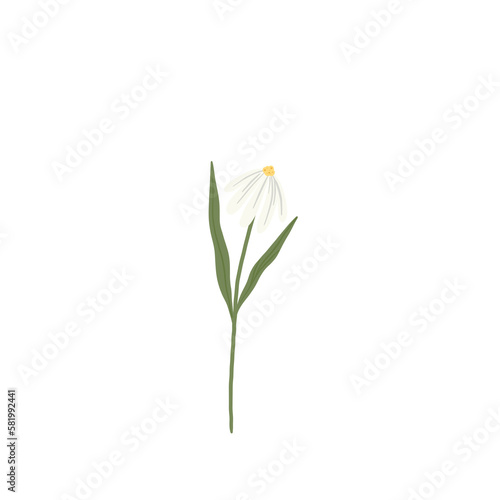 white daisy  
