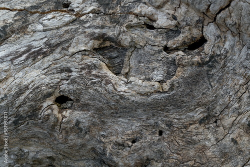 Wallpaper Mural Tree Bark Torontodigital.ca