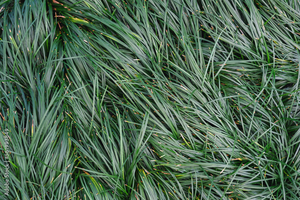 Closeup image of Japanese Ophiopogon Japonicus or Snake beard plants Closeup image of Japanese Ophiopogon Japonicus or Snake beard plants