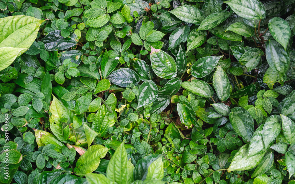 Closeup image of plants and green leaves in the garden Closeup image of plants and green leaves in the garden