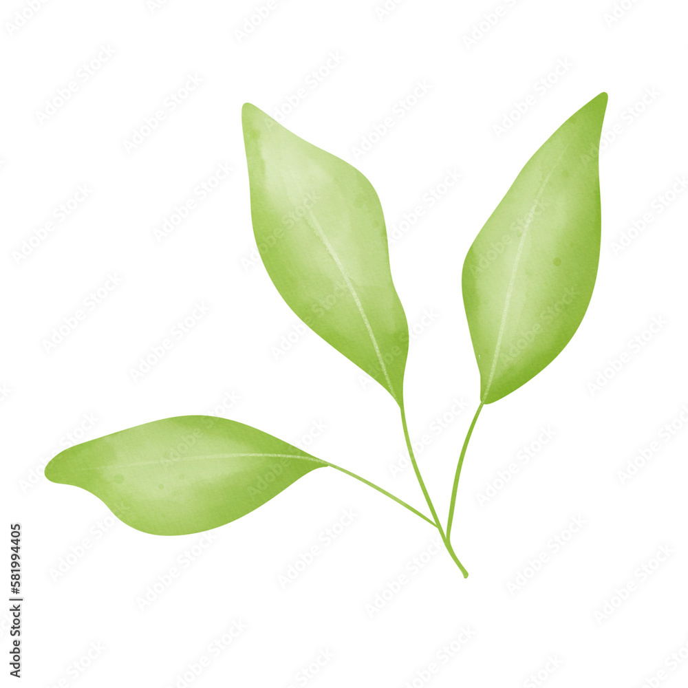 Obraz premium Green leaves 