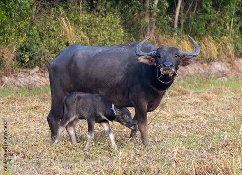 A water buffalo with a calf is grazing in a meadow near the village