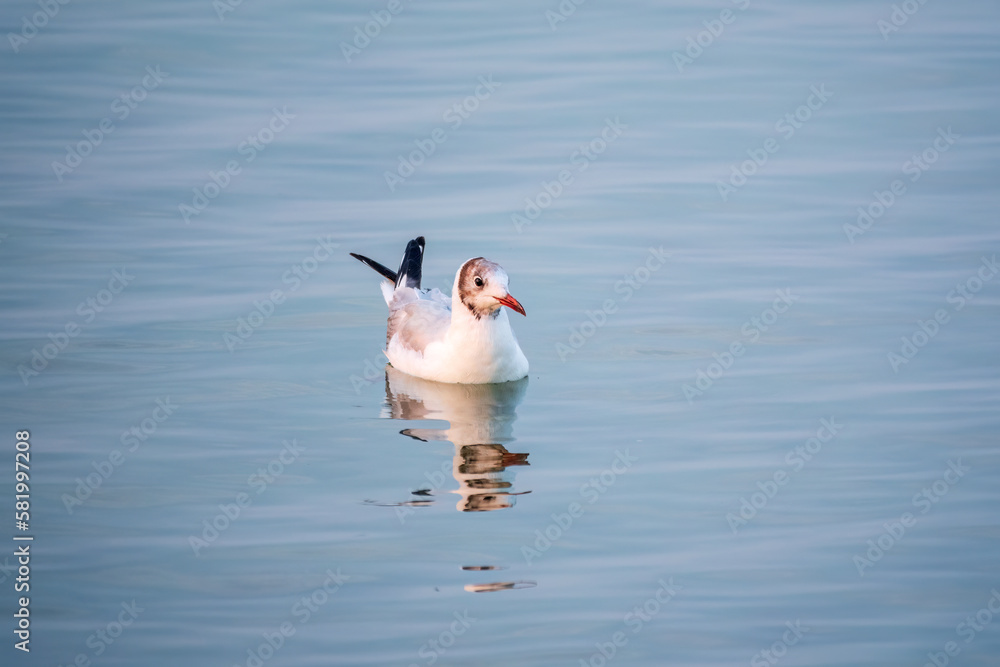 One Seagull, The European herring gull, swims on the calm lake shore in sunset One Seagull, The European herring gull, swims on the calm lake shore in sunset