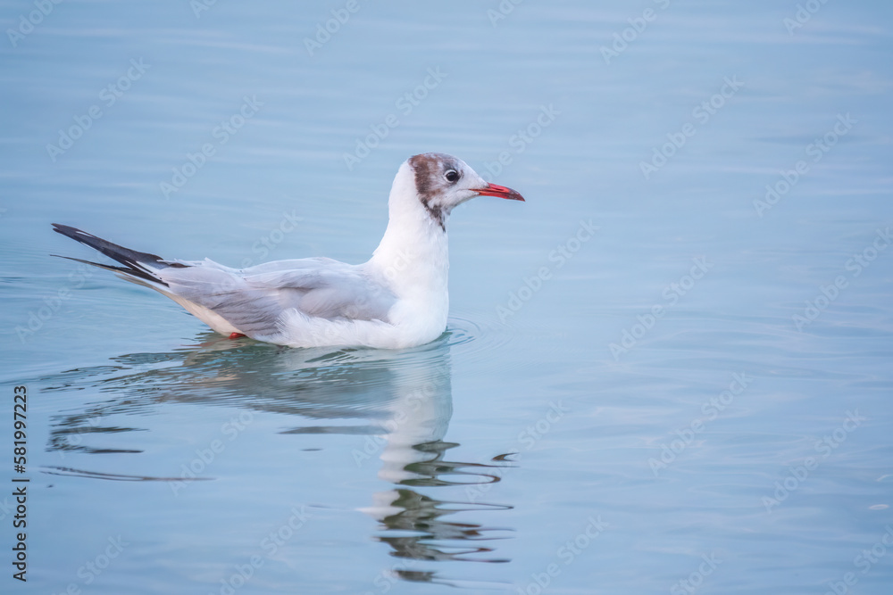 One Seagull, The European herring gull, swims on the calm lake shore in sunset