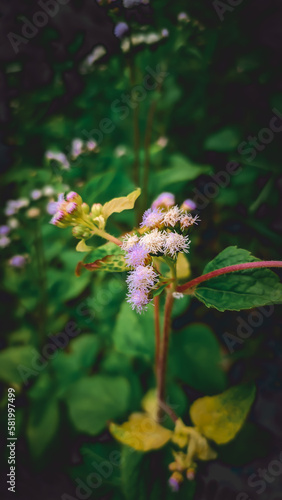 Bandotan or Wedusan is a type of agricultural weed that belongs to the Asteraceae tribe. photo