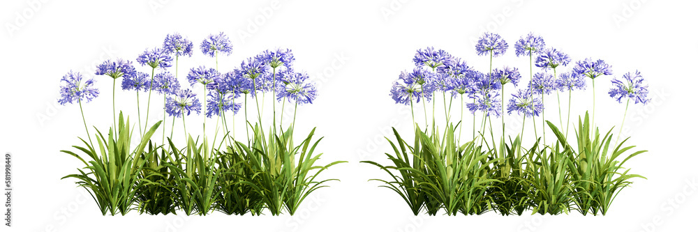 Obraz premium Flower isolated on white background